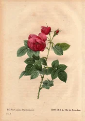 Botanische plaat, bloem, rozenvariëteit: Bourbon Eiland Roos (Rosa canina burbonia). Gekweekt in 1821 in de tuinen van Neuilly, Frankrijk door Monsieur Jacques met zaden van het eiland Bourbon. In 