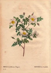 Botanische plaat, bloem, rozenvariëteit: De Candolle