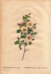 Botanische plaat, Bloem, Roos Variëteit: Pimprenelle roos met stelen zonder doornen (Rosa pimpinelli folia inermis). In 