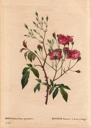 Botanische plaat, bloem, rozenvariëteit: Rosa hazelnoot met rode bloemen (Rosa noisettiana purpurea), verkregen uit de zaden van de Rosa hazelnoot variëteit in 1822 in de tuin van Monsieur Ternaux. In 