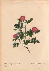 Botanische plaat, bloem, rozenvariëteit: De Eglantine van de Bossen. (Rosa rubiginosa nemoralis). Soort uit Europa. In 