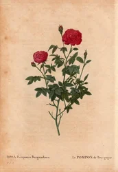 Botanische plaat, bloem, roos variëteit: De Pompon van Bourgondië (Rosa Pomponia Burgundiaca). Onbekende oorsprong, bestaande variëteit voor 1664. In 