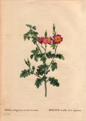Botanische plaat, bloem, rozenvariëteit: Zeer stekelige rozenroest (Rosa rubiginosa aculeatissima). Verkregen door zaden en gekweekt door Du Pont rond 1810. In 