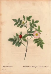 Botanische plaat, bloem, roos variëteit: Bergroos met bidentee blaadjes (Rosa Biserrata). Verzameld door dokter Merat voor 1812 bij Mont Valerien nabij Parijs, Frankrijk. In 