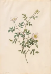 Hondsroos (Rosa Sepium Rosea)