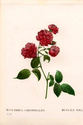 Anjer China roos, Rosa chinensis variëteit, De Bengaalse Anjer Anjer. Handgekleurde stipple kopergravure uit Pierre Joseph Redoute