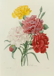 Anjers, uit "Choix des Plus Belles Fleurs"