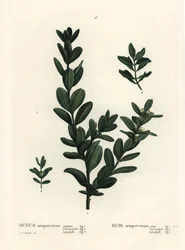 Gewone buxus, Europese buxus of buxushout