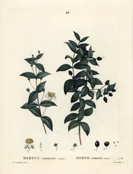 Gewone mirte, Myrtus communis. Handgekleurde stipple gravure door Demachy naar een illustratie van Pierre-Joseph Redoute uit Henri Louis Duhamel du Moncel