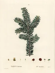 Engelse taxusboom of Europese taxus, Taxus baccata. Handgekleurde stipple gravure naar een illustratie van Pierre-Joseph Redoute uit Henri Louis Duhamel du Monceau