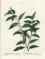 Fetterbush, Andromeda acuminata. Handgekleurde stipple gravure door Miss Brenet naar een illustratie van Pierre-Joseph Redoute uit Henri Louis Duhamel du Moncel