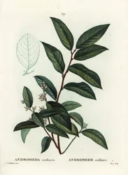 Fetterbush, Andromeda axillaris. Handgekleurde stipple gravure door Moret naar een illustratie van Pierre-Joseph Redoute uit Henri Louis Duhamel du Moncel