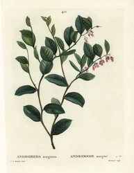 Fetterbush, Andromeda marginata. Handgekleurde stipple gravure door J. Marchand naar een illustratie van Pierre-Joseph Redoute uit Henri Louis Duhamel du Monceau