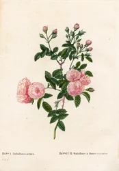 Vleeskleurige roze multiflora, Rosa multiflora var. carnea, Rosier Multiflora met carnea bloemen. Handgekleurde stipple kopergravure uit Pierre Joseph Redoute