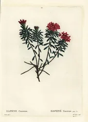 Guirlandebloem roos goud daphne, Daphne cneorum. Handgekleurde stipple gravure door Miss Rolet naar een illustratie van Pierre-Joseph Redoute uit Henri Louis Duhamel du Moncel