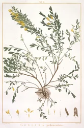 Genista pedunculata, uit Stripes Novae aut Minus Cognitae, 1784 (handgekleurde gravure)