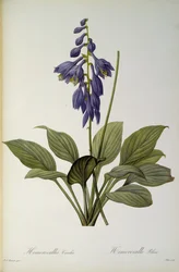 Hemerocallis Caerulea, uit `Les Liliacees