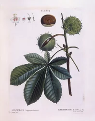 Paardenkastanje of Conkerboom (Aesculus hippocastanum), Henry Louis Duhamel du Monceau, botanische plaat door Pierre Joseph Redouté