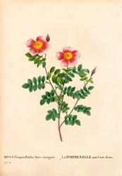 Honderd-Kronen Burnet roos, Rosa pimpinellifolia variëteit, La Pimprenelle aux Cent-Ecus. Handgekleurde stipple kopergravure uit Pierre Joseph Redoute