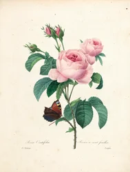 Honderdbladige roos, gegraveerd door Langlois, uit Choix des Plus Belles Fleurs et des Plus Beaux Fruits, Vol. I, 1827-33