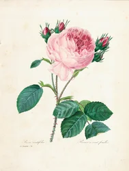 Honderdbladige Roos, uit 