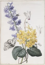 Hyacint, Cyclamen en Narcissen