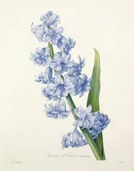 Hyacinthus orientalis (gewone hyacint), gegraveerd door Victor, uit 