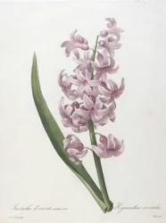 Oosterse hyacint, roze variëteit, Hyacinthus orientalis, uit Keuze van de mooiste bloemen en de mooiste vruchten, 1827