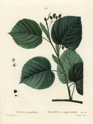 Grootbladige lindeboom, Tilia platyphyllos