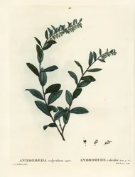 Lederblad