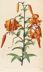 Les liliacées, 1804-1815