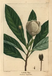 Loblolly bay, Gordonia lasyanthus