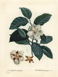 Malachodendron pentagynum (Stewartia of Stuartia pentagyna). Handgekleurde stipple gravure naar een illustratie van Pierre-Joseph Redoute uit Henri Louis Duhamel du Monceau