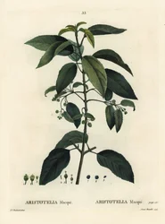 Maqui of Chileense wijnbes, Aristotelia chilensis (Aristotelia macqui). Handgekleurde stipple gravure door Aimee naar een illustratie van Pierre-Joseph Redoute uit Henri Louis Duhamel du Moncel