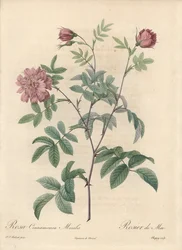 Meiroos of kaneelroos - Eau forte van Chapuy, naar een illustratie van Pierre Joseph Redoute (1759-1840), uit Les Roses