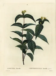Noordelijke struikgeelster, Diervilla lonicera. Handgekleurde stipple gravure door Du Ruisseau naar een illustratie van Pierre-Joseph Redoute uit Henri Louis Duhamel du Monceau