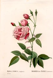 Oude blush roos, Rosa chinensis, Indiase roos gewoon. Handgekleurde stipple kopergravure uit Pierre Joseph Redoute