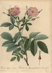 Roze alpenroos, Rosa pendulina