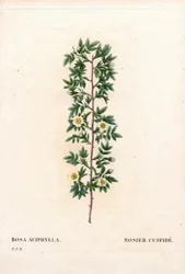 Roze cuspidate, Rosa canina variëteit