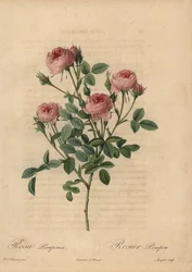 Roze pomponroos, Rosa centifolia