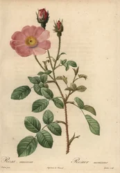 Roze roos, Rosa muscosa
