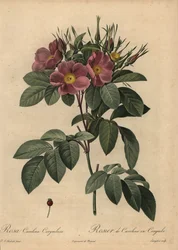 Paarse Carolina roos of weideroos, Rosa carolina corymbosa