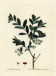 Pyrenese kamperfoelie