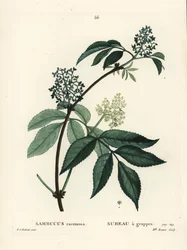 Rode vlierbes of roodbes-vlier, Sambucus racemosa. Handgekleurde stipple gravure door Miss Brenet naar een illustratie van Pierre-Joseph Redoute uit Henri Louis Duhamel du Moncel