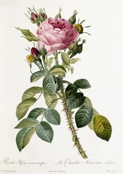 Rosa Bifera macrocarpa, 1817-1824