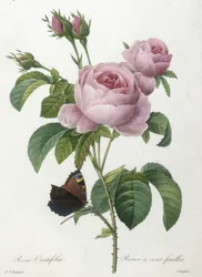 Rosa Centifolia, Rosier a cent feuilles, uit Choix Des Plus Belle Fleurs et des Plus Beaux Fruits, 1827