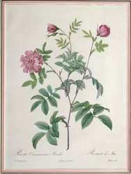 Rosa Cinnamomea Maialis, gegraveerd door Chapuy, gepubliceerd door Remond