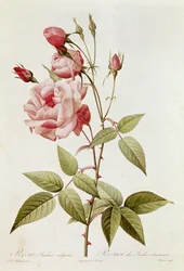 Rosa Indica Vulgaris, uit 