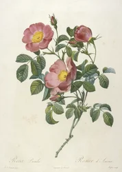 Rosa Pumila, Rosier d