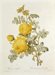 Rosa Sulfurea (Gele Roos) uit 